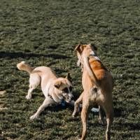 two dogs play together